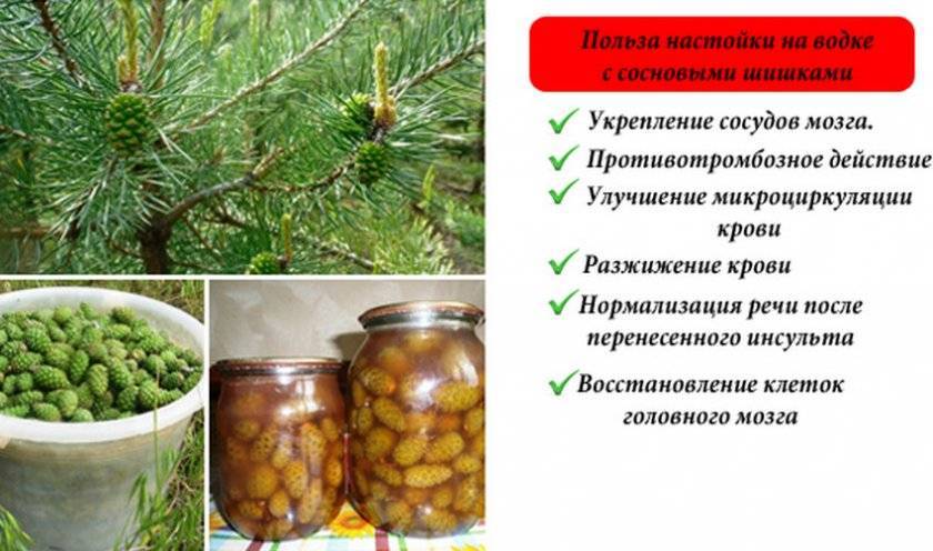 Перегородки грецких орехов: польза, вред, рецепты настойки на водке и воде