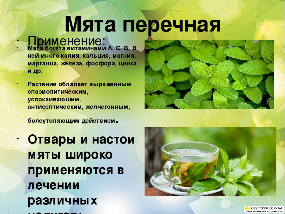 Полезные свойства мяты и противопоказания для организма человека — детальный обзор