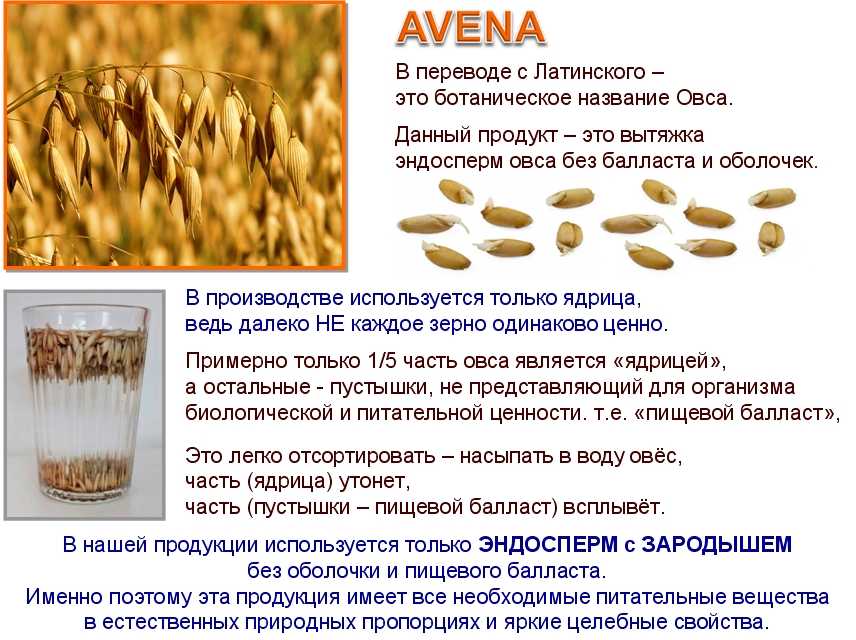 Овёс польза и вред для организма, рецепт как приготовить и пить отвар