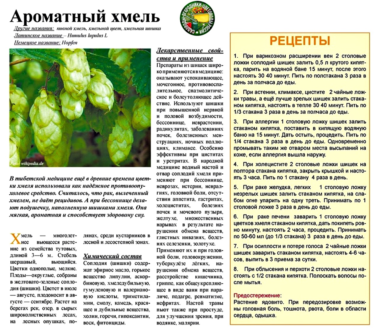 Хмель — польза и вред ароматных шишек