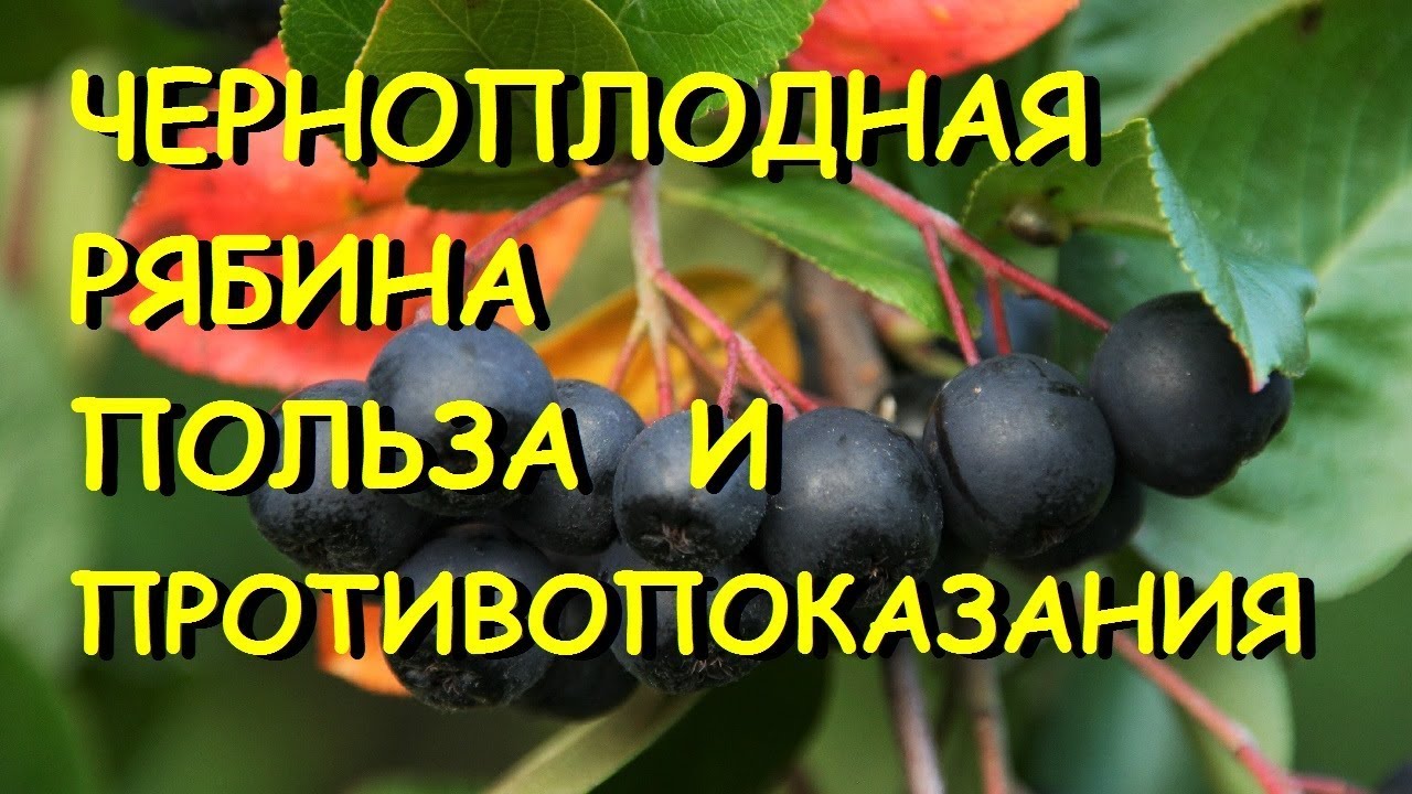 Черноплодная рябина лечебные свойства и противопоказания