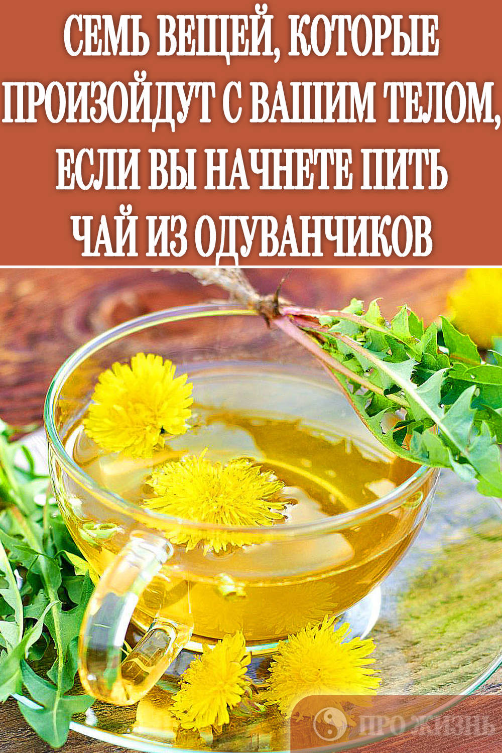 Одуванчик: лечебные свойства и противопоказания
