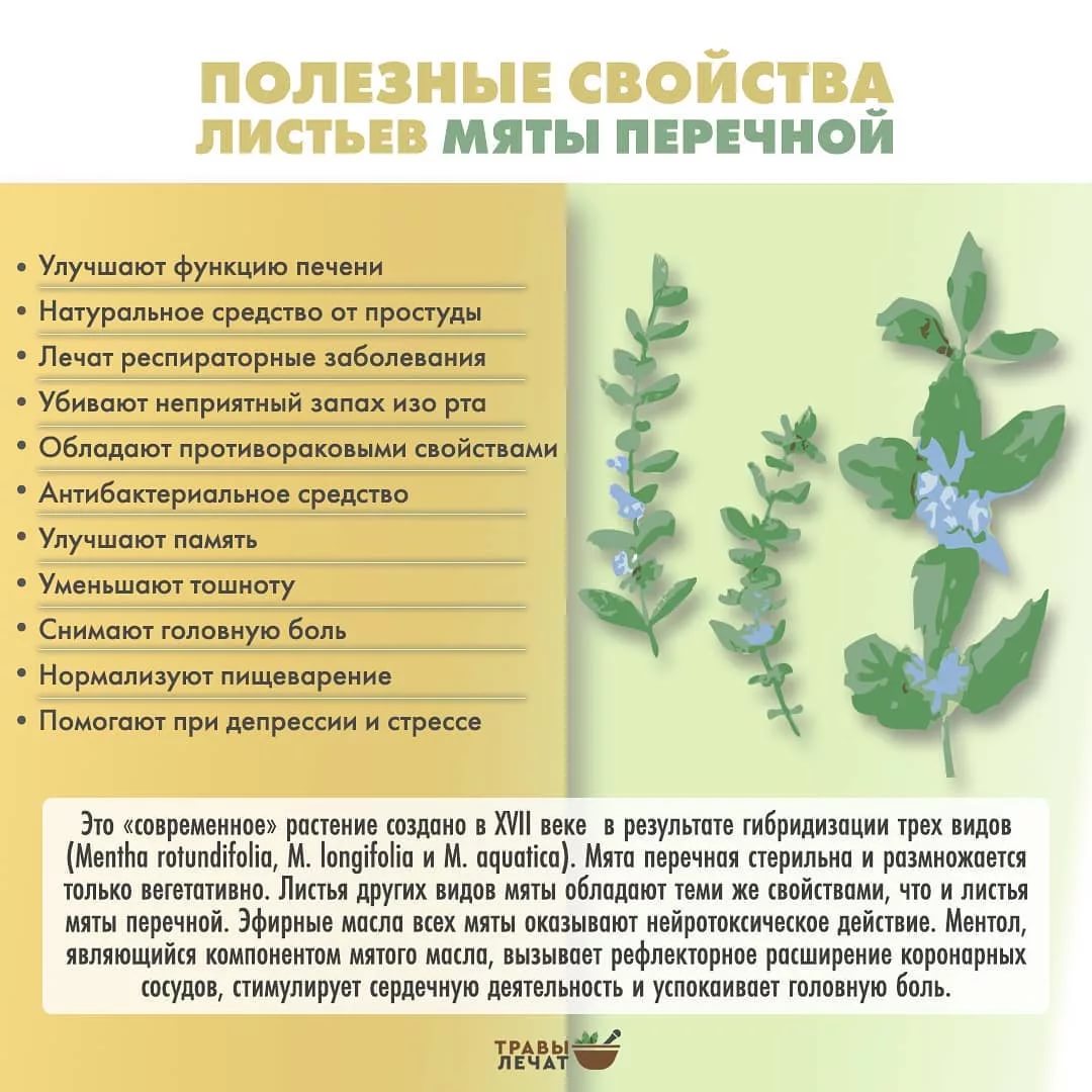 Настойка мяты: способы приготовления и использования
