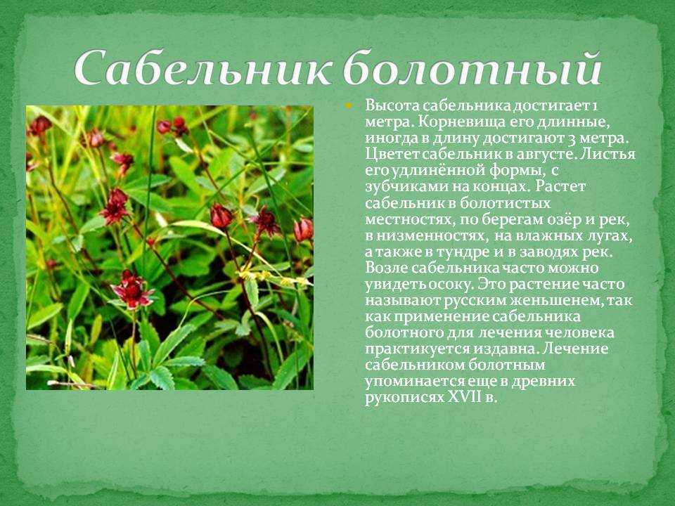 Сабельник болотный – полезные свойства и противопоказания 