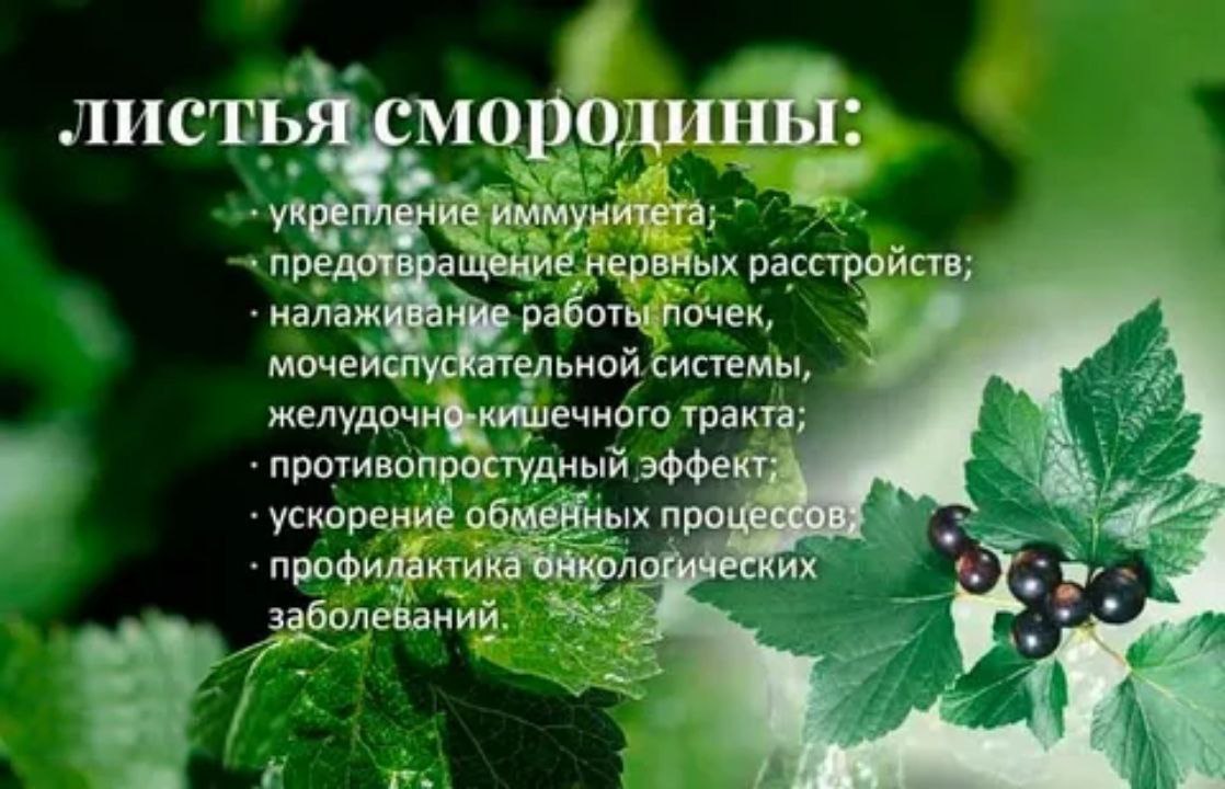 Черная смородина - суперфуд молодости. польза и вред для здоровья