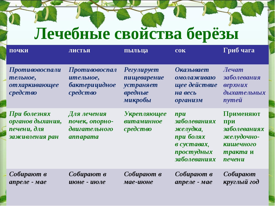 Березовые листья: польза, особенности приготовления и лечения в домашних условиях
