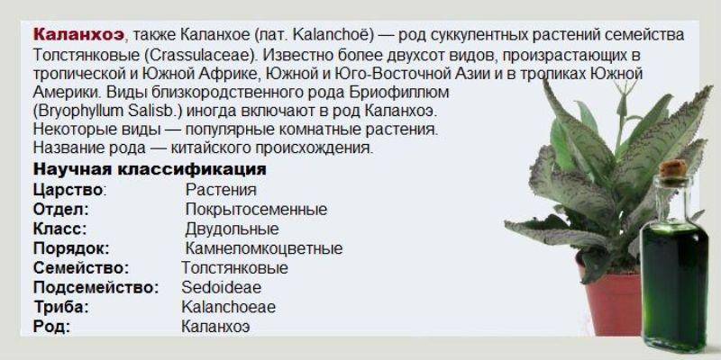 Каланхоэ от насморка - лечебные свойства и применение