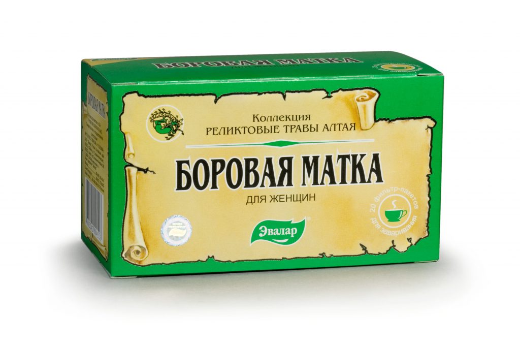 Боровая матка: лечебные свойства и противопоказания