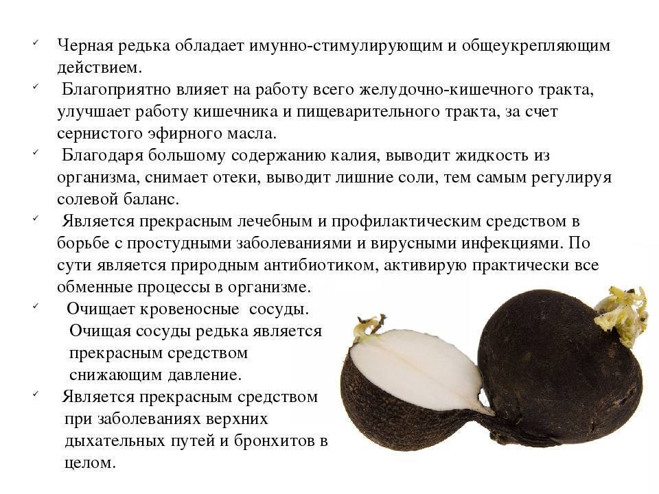 Черная редька: полезные свойства и противопоказания для мужчин и женщин
