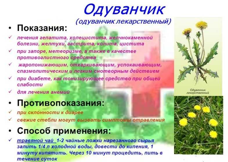 Одуванчик: лечебные свойства и 15 удивительных рецептов