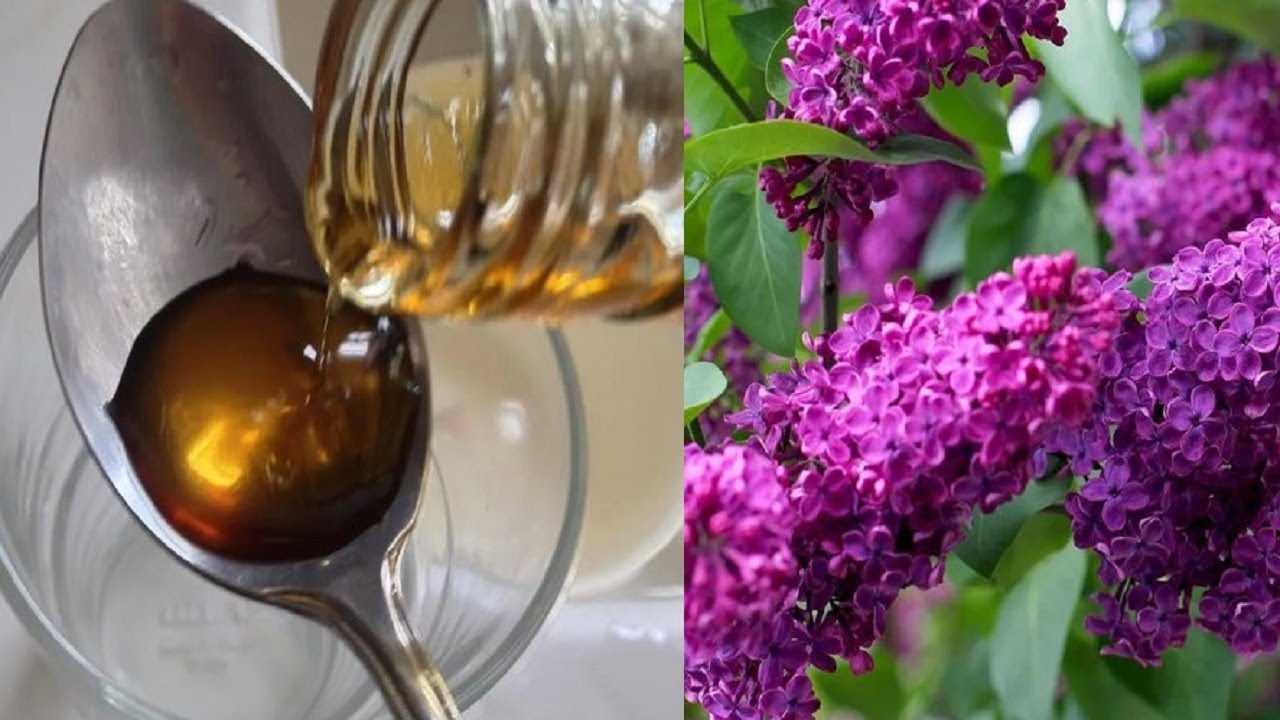 Настойка сирени на водке (спирту): рецепт и применение