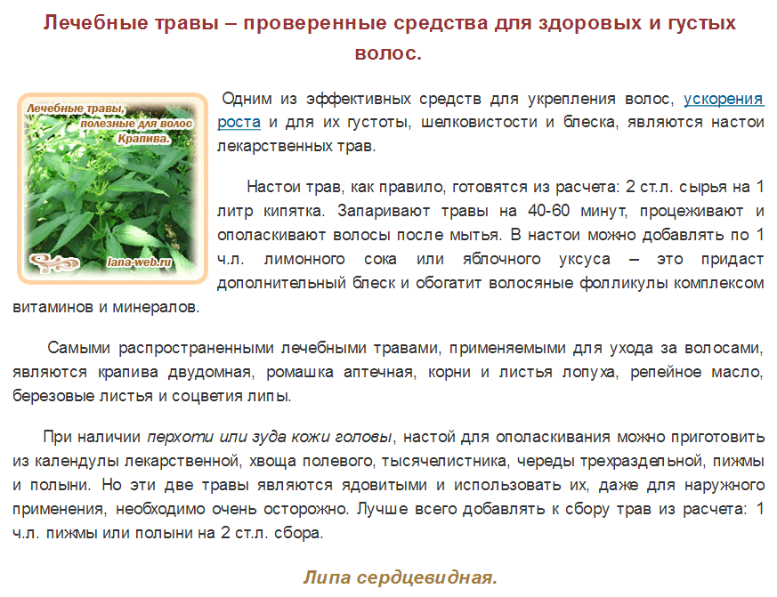 Травы от выпадения волос: 6 популярных растений