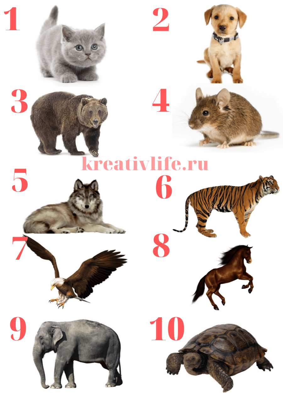Animal look alike generator: what animal do i look like?