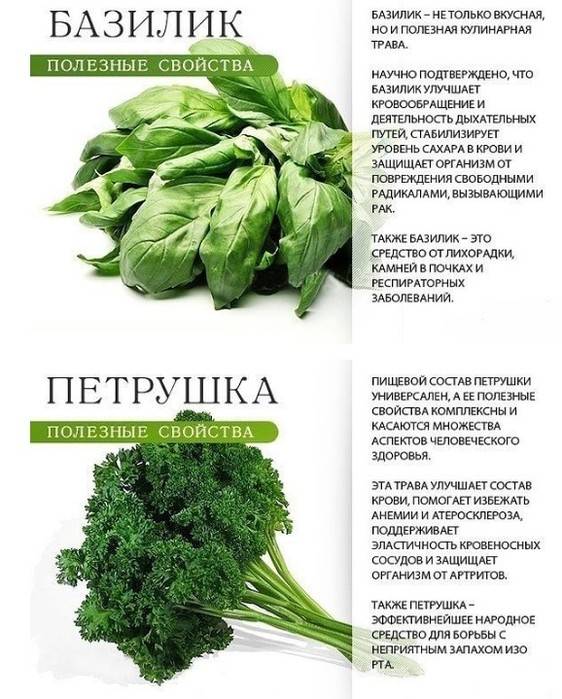 Чем полезен базилик - зелень на подоконнике