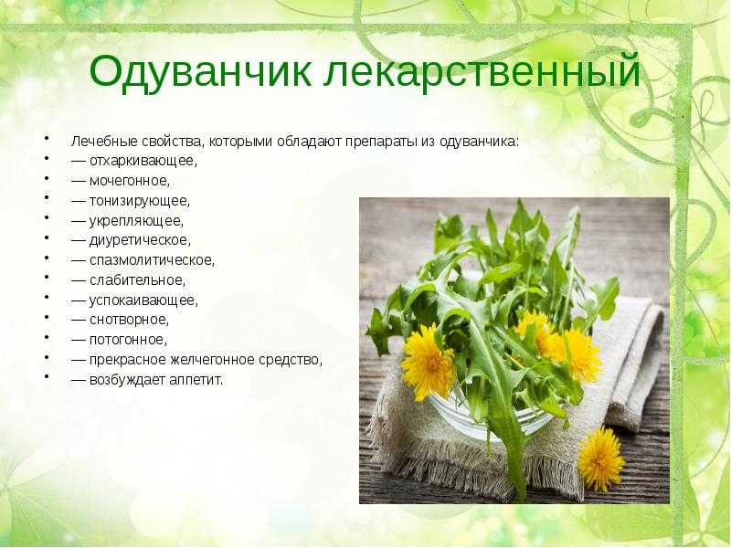 Одуванчик: лечебные свойства и противопоказания - сила здоровья