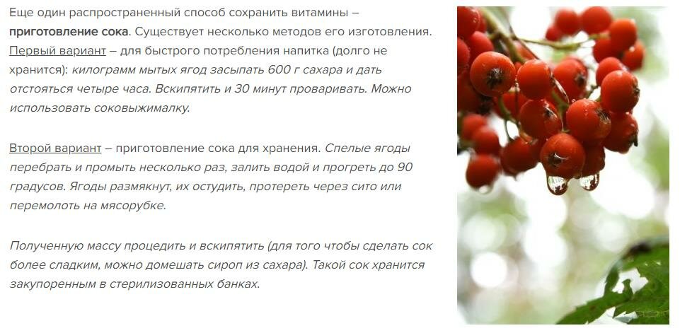 Черноплодная рябина – суперфуд, замедляющий процесс старения. чем она полезна для здоровья
