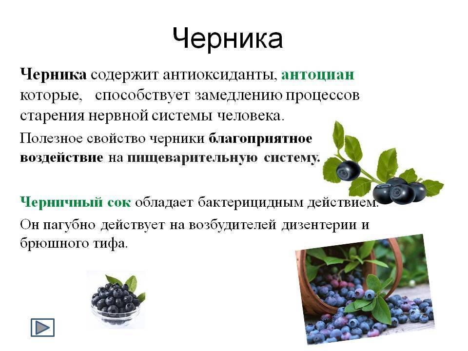 Черника: полезные свойства и противопоказания для женщин и мужчин