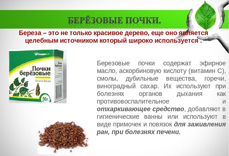 Березовые почки - весеннее лекарство от всех болезней - будь здоров!