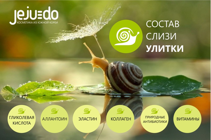 Что такое муцин улитки и в чем его польза для кожи