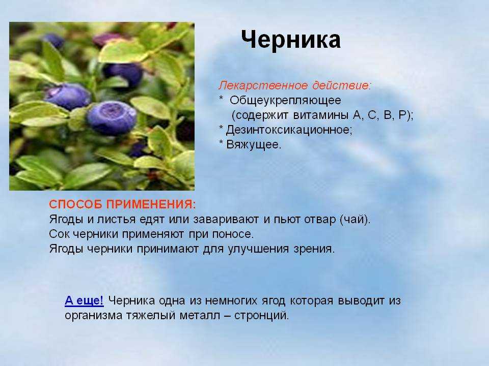 Черника полезные свойства и состав листьев и ягод: замороженных и свежих
