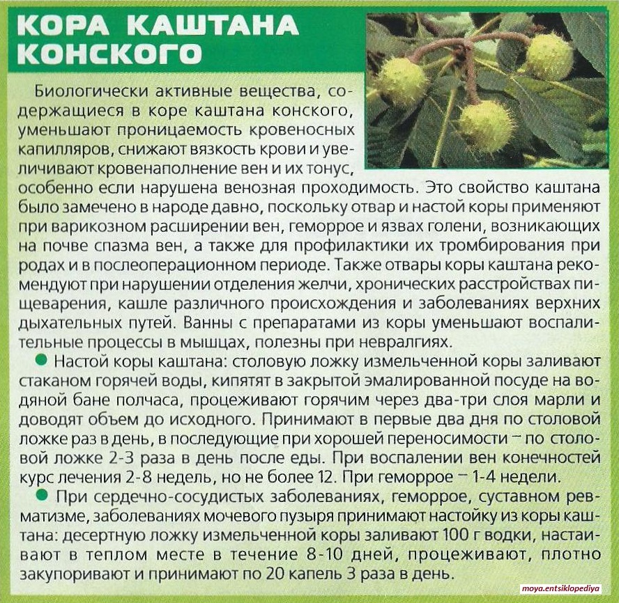 Настойка каштанов на водке или спирту: применение, приготовление - lechilka.com