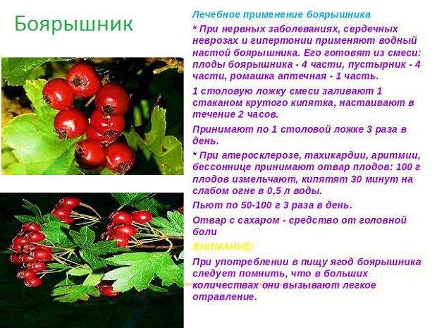 Боярышник: в чем его польза и вред