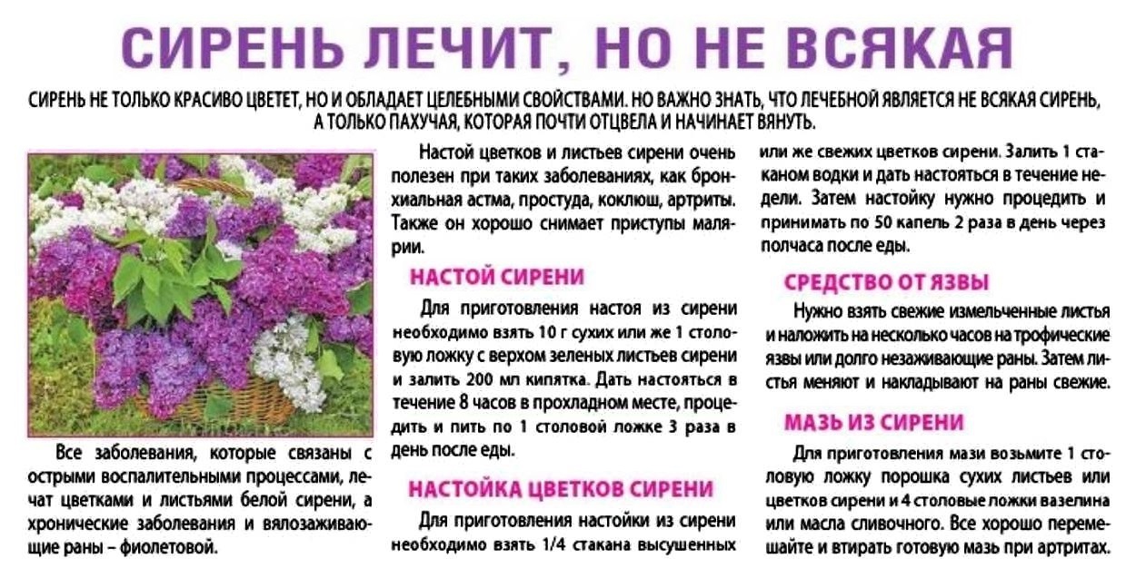 Настойка сирени: от чего помогает, как применять