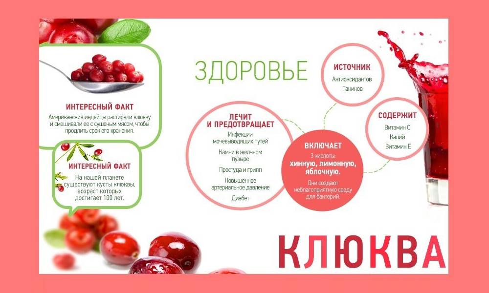 Клюква от цистита | травник