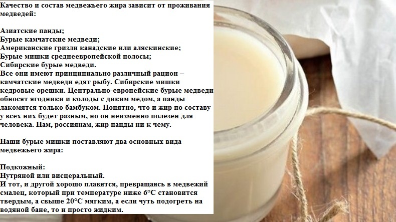 Что такое медвежий жир От чего он применяется и помогает Лечебные свойства продукта, противопоказания Состав, дозировка Медвежий жир для детей и взрослых