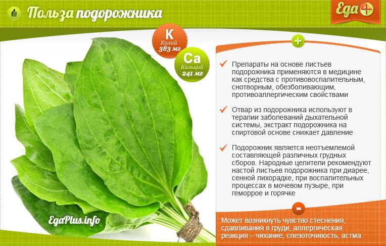 Подорожник: лечебные свойства и противопоказания для женщин и мужчин