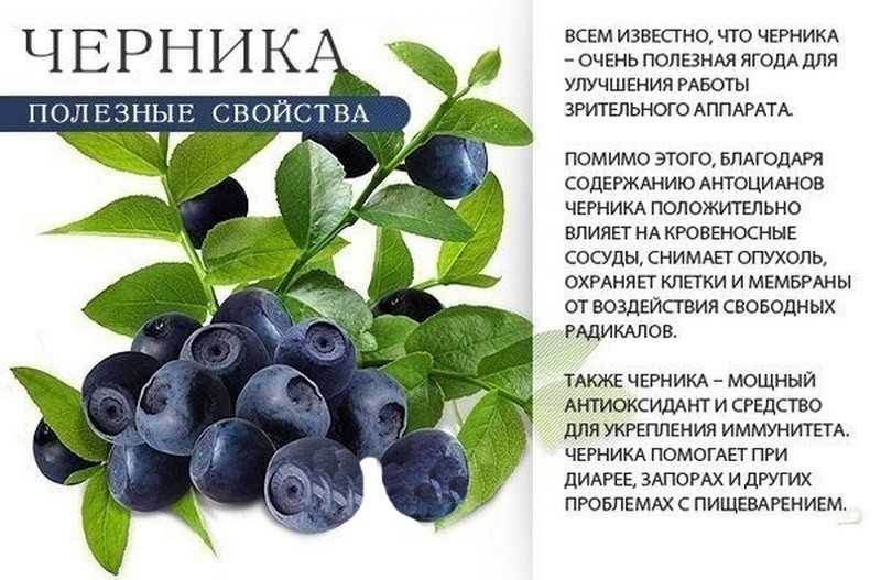Черника - полезные и опасные свойства черники