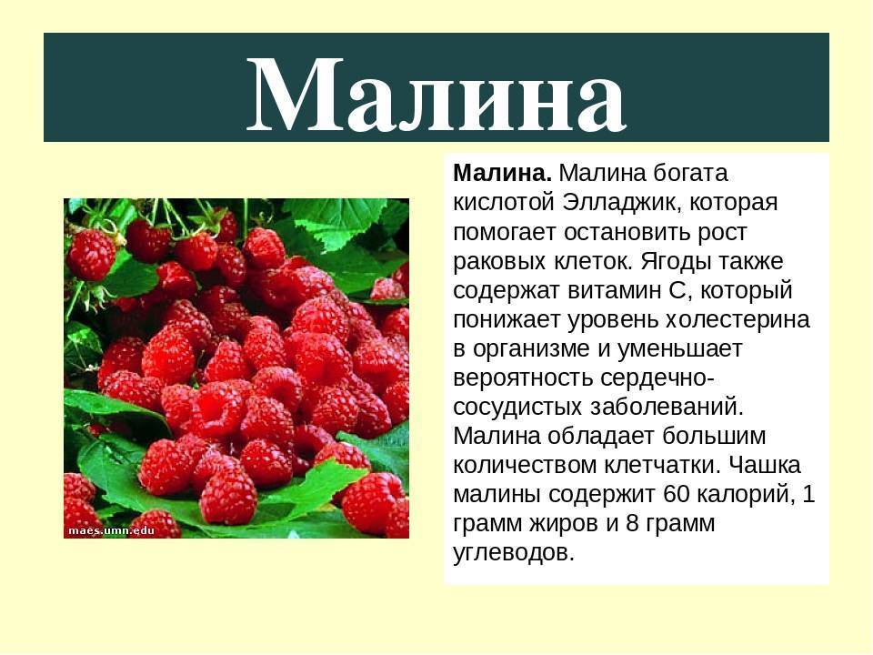 Особенности применения маски из малины для лица. лучшие рецепты эффективных масок из малины для лица своими руками - автор екатерина данилова - журнал женское мнение
