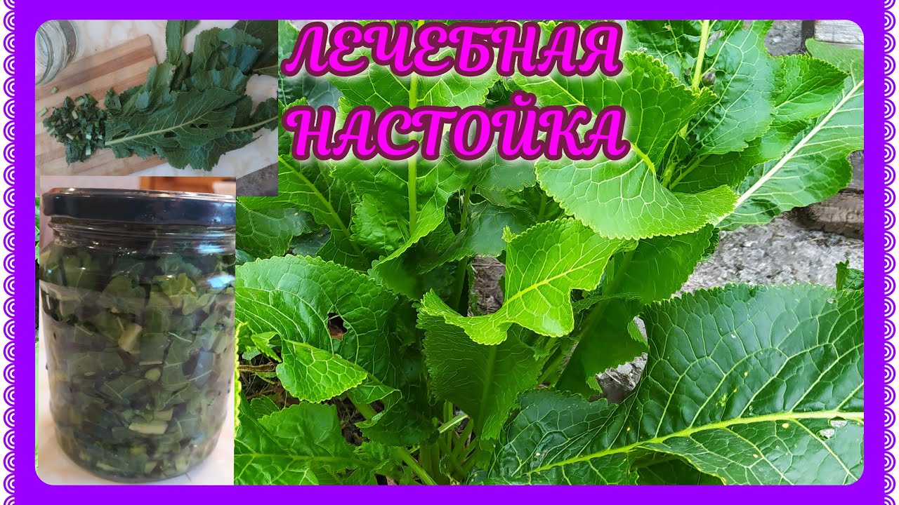 Применение хрена в народной медицине: лечебные рецепты