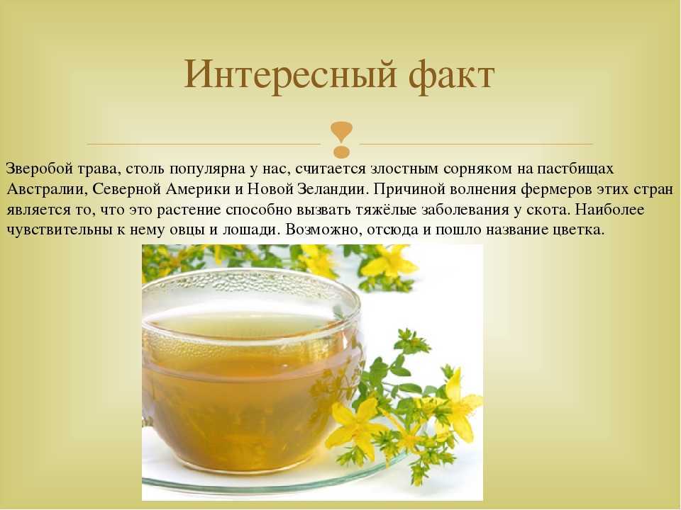 Применение лечебных свойств зверобоя для мужчин и женщин