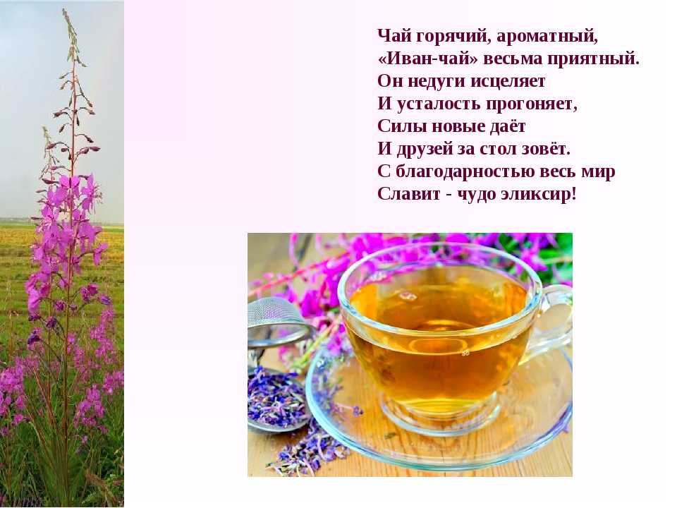 Что лечит иван-чай? действие иван-чая, рецепты и как принимать