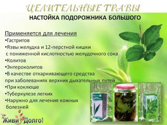 Лечебные свойства цветков одуванчика для женщин и мужчин, рецепты