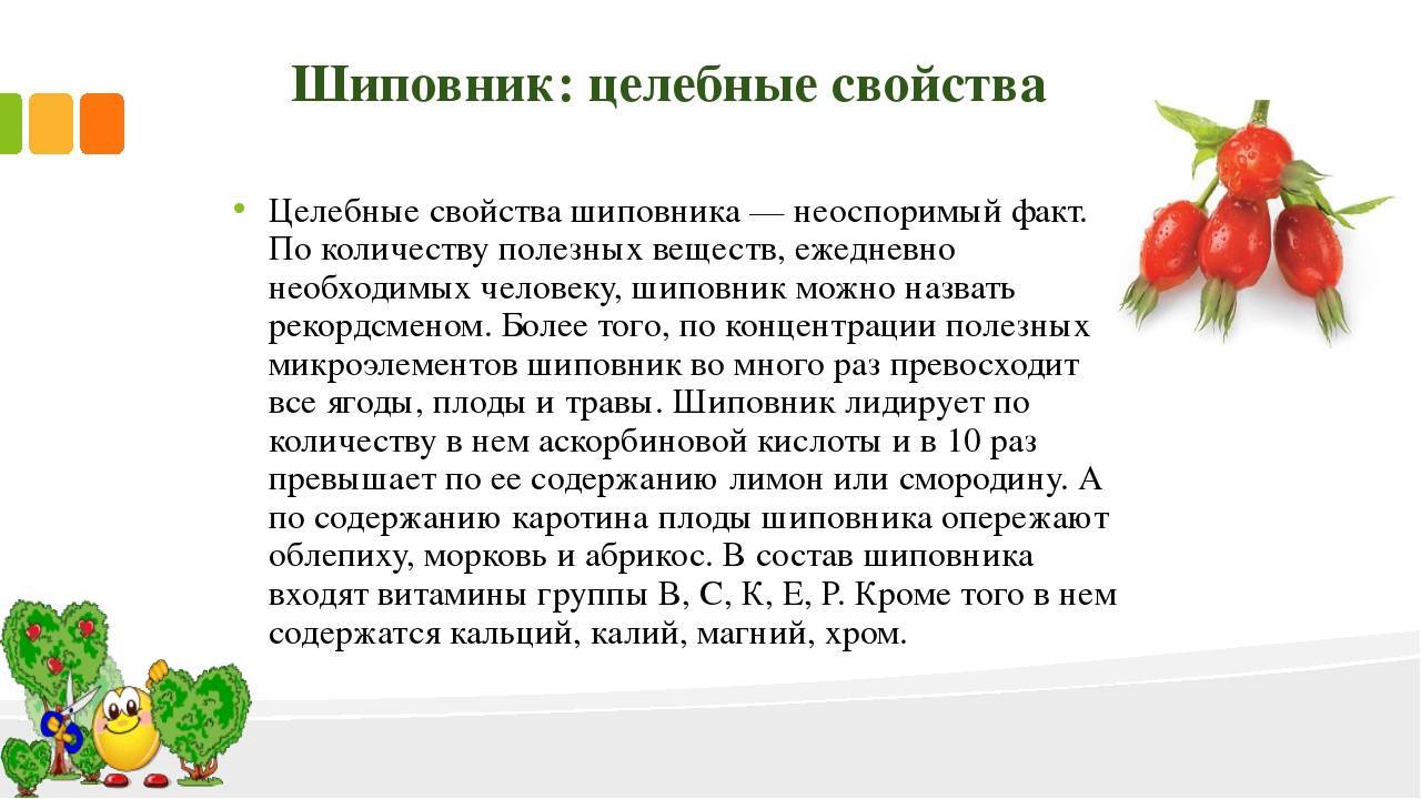 Плоды шиповника лечебные свойства, противопоказания применения