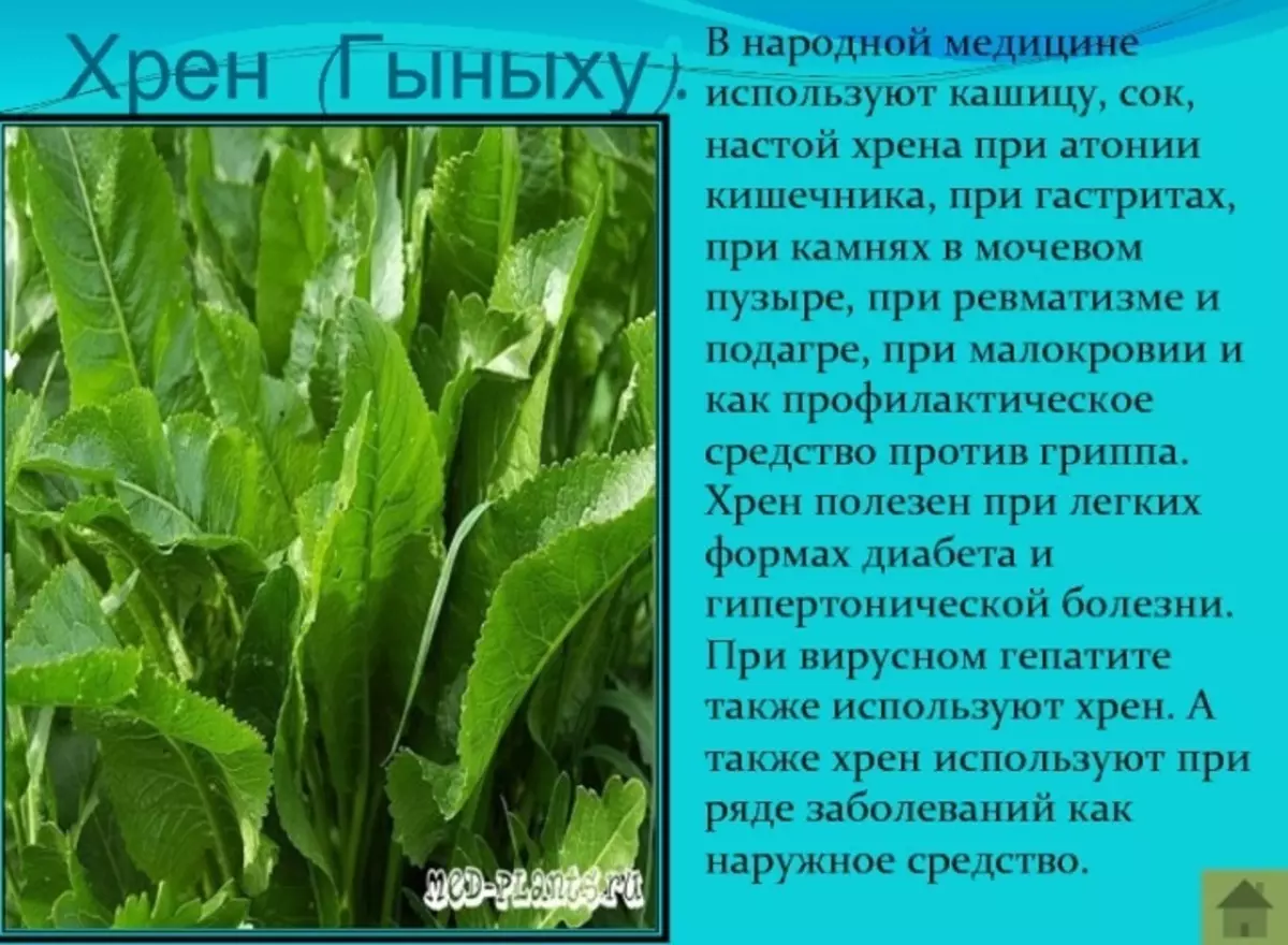 Свойства хрена – в чем польза огородного растения? + видео