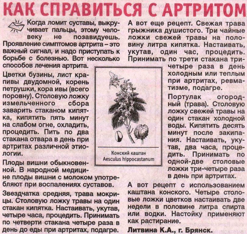 Конский каштан - лечебные свойства и противопоказания. применение и фото конского каштана.