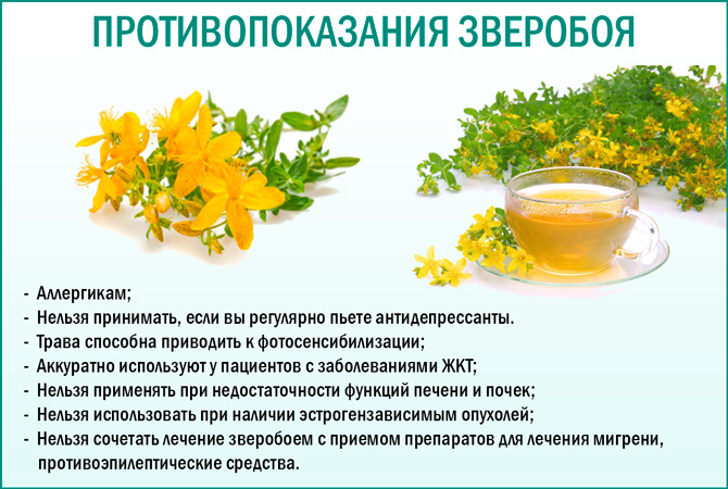 Масло зверобоя: применение, лечебные свойства, рецепты масок для волос, ногтей и кожи лица