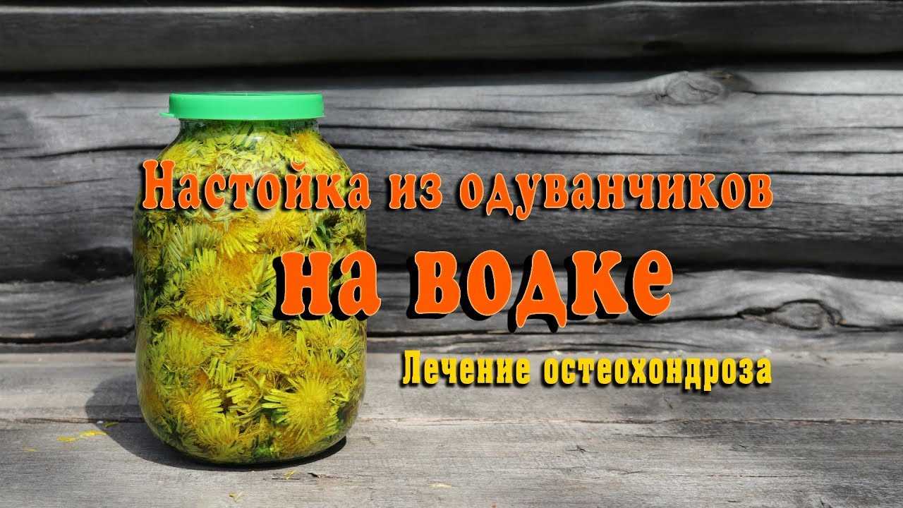 Настойка одуванчика — рецепты, от каких болезней, применение
