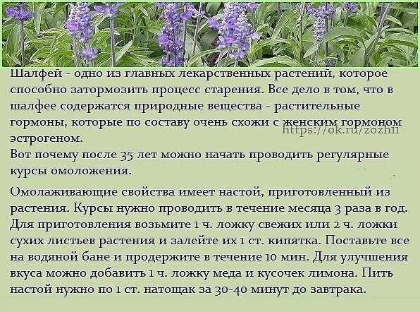Шалфей: показания и противопоказания, особенности применения в детском возрасте и при беременности