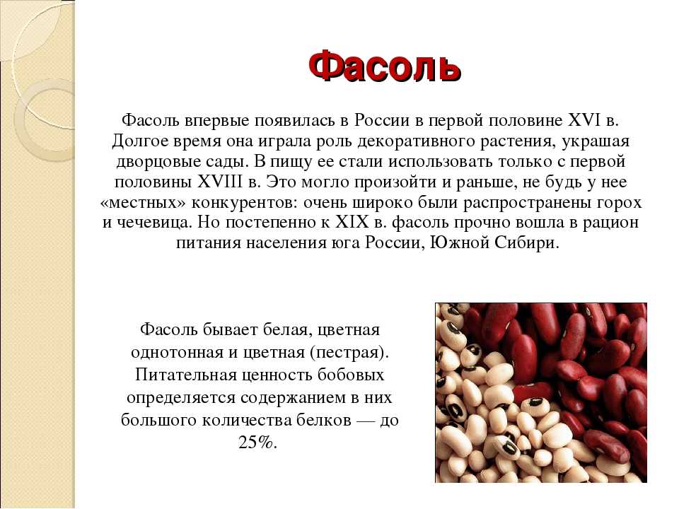 Фасоль – польза и вред бобовой культуры для организма человека