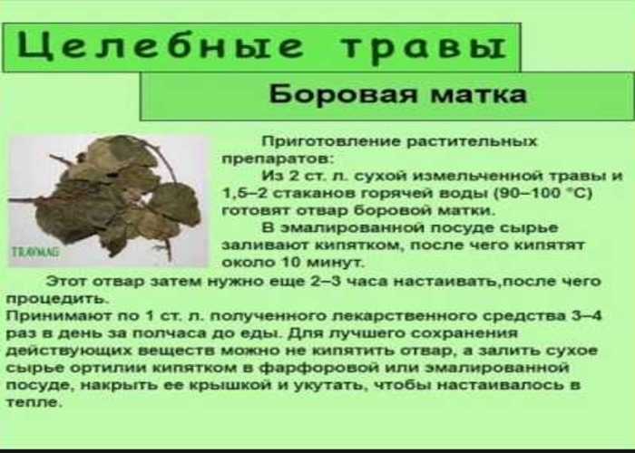 Настойка боровой матки