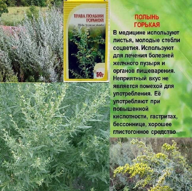 Трава полынь горькая — лечебные свойства и противопоказания