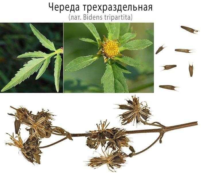 Череда – лечебные свойства, противопоказания и рецепты