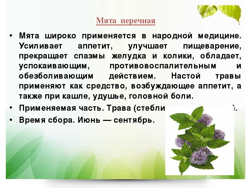 Мята полезные свойства | травник