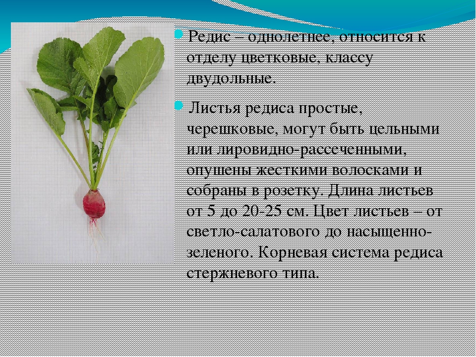 Витамины в редиске Чем полезна редиска для здоровья Вред и противопоказания Как выбрать, как есть