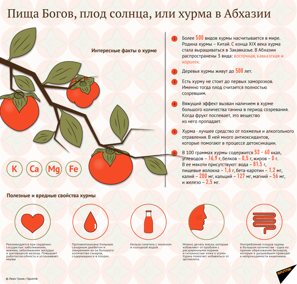 Хурма – польза и вред. как выбирать хурму :: инфониак