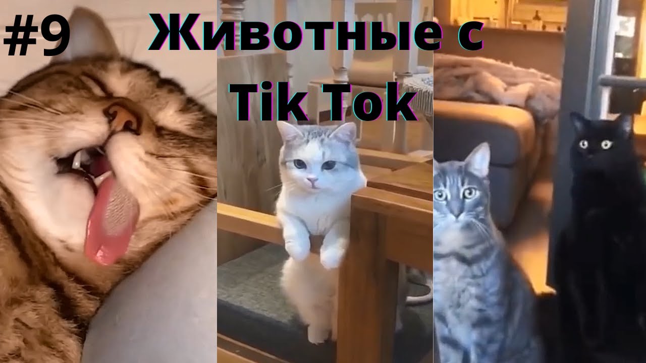 Тик ток животные: видео и каналы с веселыми котиками и собачками, хэштеги для поиска роликов